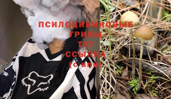 сатива Новокубанск